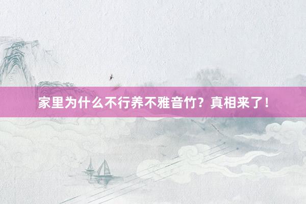 家里为什么不行养不雅音竹？真相来了！